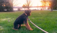 Male Airedale Puppy, a male Airedale Terrier for sale in Isle La Motte, VT – 5 of 7