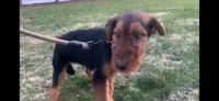 Female Airedale DKF, a female Airedale Terrier for sale in Isle La Motte, VT – 1 of 4