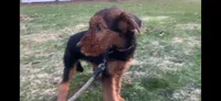 Female Airedale DKF, a female Airedale Terrier for sale in Isle La Motte, VT – 2 of 4