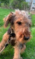 Male Airedale Puppy, a male Airedale Terrier for sale in Isle La Motte, VT – 4 of 7