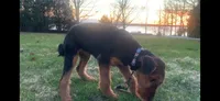 Male Airedale Puppy 2, a male Airedale Terrier for sale in Isle La Motte, VT – 7 of 7