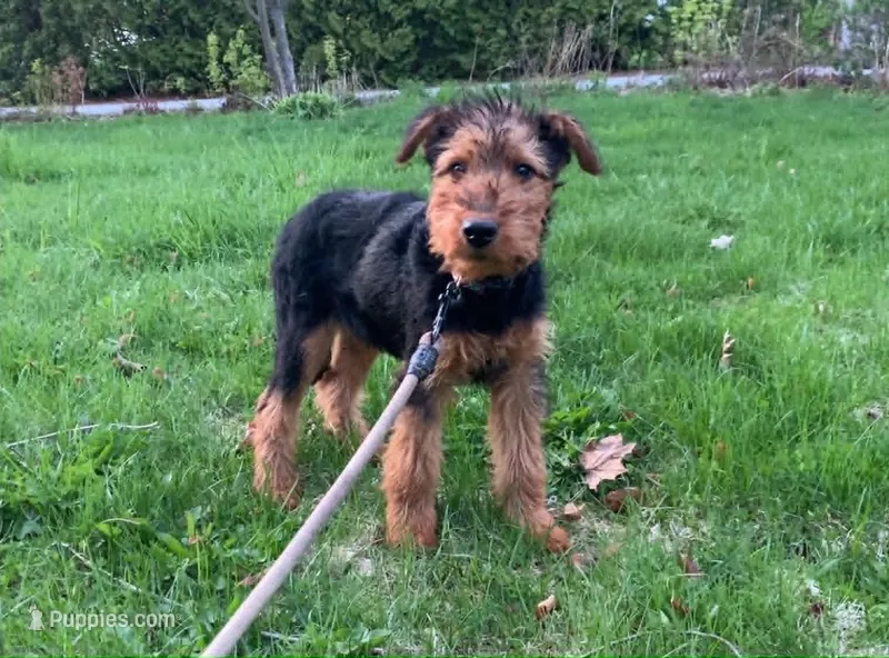 Male Airedale Puppy 2 – Airedale Terrier puppy for sale in Isle La Motte, VT