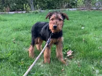 Male Airedale Puppy 2, a male Airedale Terrier for sale in Isle La Motte, VT – 1 of 7