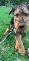 Male Airedale Puppy 2, a male Airedale Terrier for sale in Isle La Motte, VT – 2 of 7