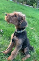 Male Airedale Puppy, a male Airedale Terrier for sale in Isle La Motte, VT – 6 of 7
