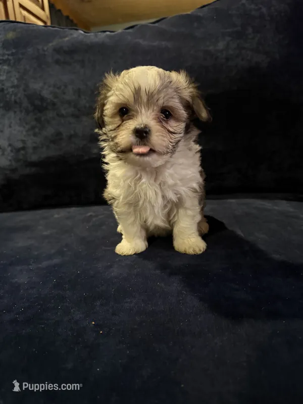 Betty – Havanese puppy for sale in Pasadena, MD