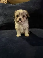 Betty, a female Havanese for sale in Pasadena, MD – 1 of 4
