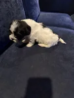 Jake, a male Havanese for sale in Pasadena, MD – 2 of 2