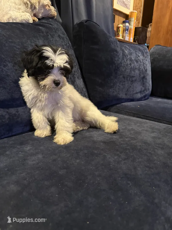 Sarah – Havanese puppy for sale in Pasadena, MD