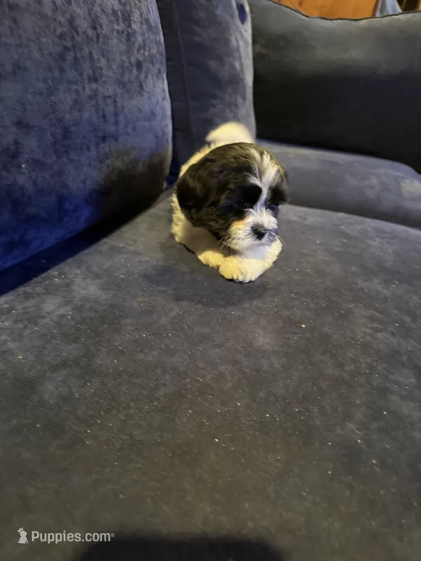 Cherry – Havanese puppy for sale in Pasadena, MD