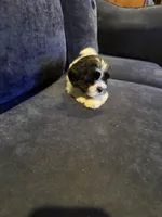 Cherry, a female Havanese for sale in Pasadena, MD – 1 of 2