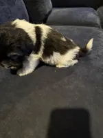 Chubbs, a male Havanese for sale in Pasadena, MD – 2 of 2