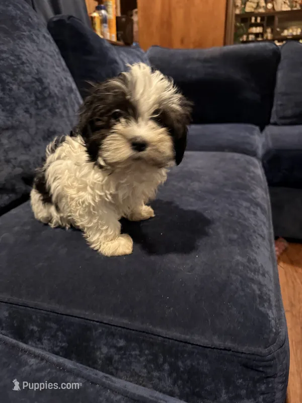Ziggy – Havanese puppy for sale in Pasadena, MD