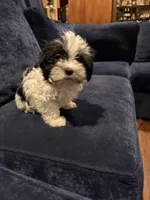 Ziggy, a female Havanese for sale in Pasadena, MD – 1 of 7