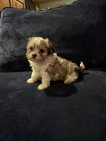 Betty, a female Havanese for sale in Pasadena, MD – 2 of 4