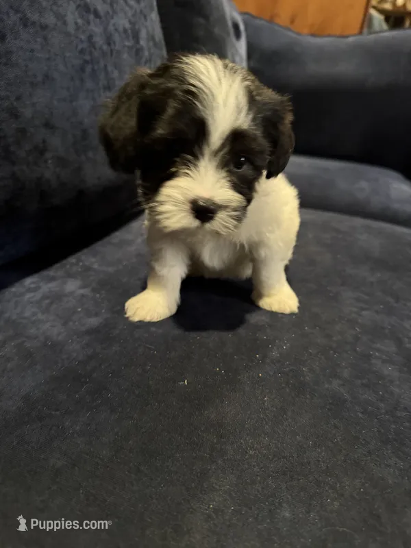 Jake – Havanese puppy for sale in Pasadena, MD