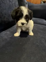 Jake, a male Havanese for sale in Pasadena, MD – 1 of 2