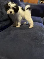 Sarah, a female Havanese for sale in Pasadena, MD – 2 of 4