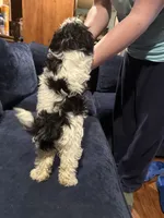Ziggy, a female Havanese for sale in Pasadena, MD – 5 of 7