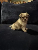 Betty, a female Havanese for sale in Pasadena, MD – 3 of 4