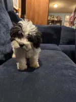 Ziggy, a female Havanese for sale in Pasadena, MD – 7 of 7