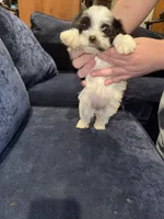 Ziggy, a female Havanese for sale in Pasadena, MD – 3 of 7