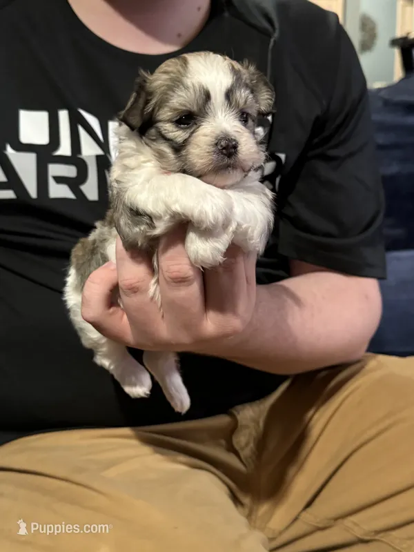 Betty – Havanese puppy for sale in Pasadena, MD
