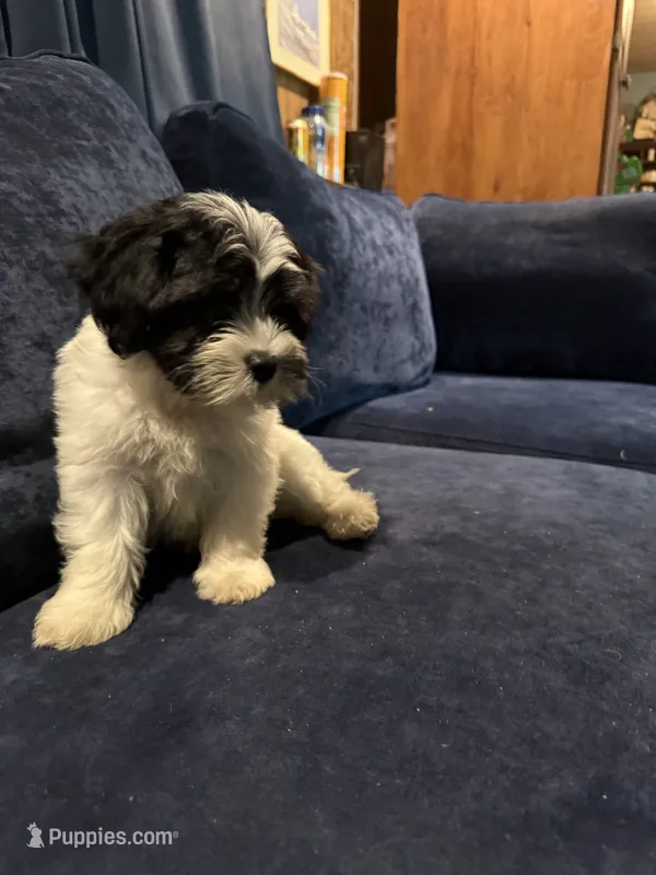 Jake – Havanese puppy for sale in Pasadena, MD