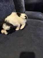 Cherry, a female Havanese for sale in Pasadena, MD – 2 of 2