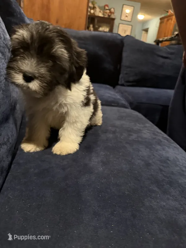 Chubbs – Havanese puppy for sale in Pasadena, MD