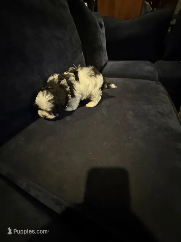 Ziggy – Havanese puppy for sale in Pasadena, MD
