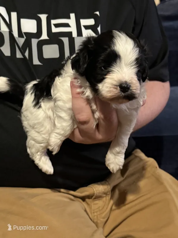 Sue – Havanese puppy for sale in Pasadena, MD