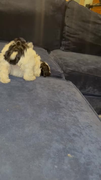 Ziggy, a female Havanese for sale in Pasadena, MD – 4 of 7