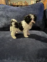 Sue, a female Havanese for sale in Pasadena, MD – 3 of 5