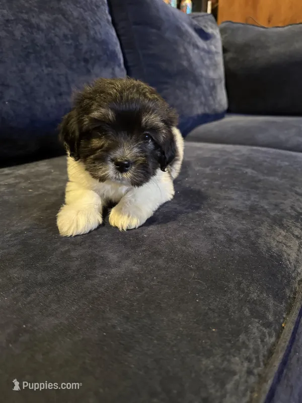 Chubbs – Havanese puppy for sale in Pasadena, MD