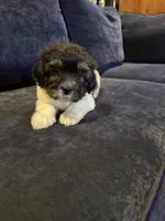Chubbs, a male Havanese for sale in Pasadena, MD – 1 of 2