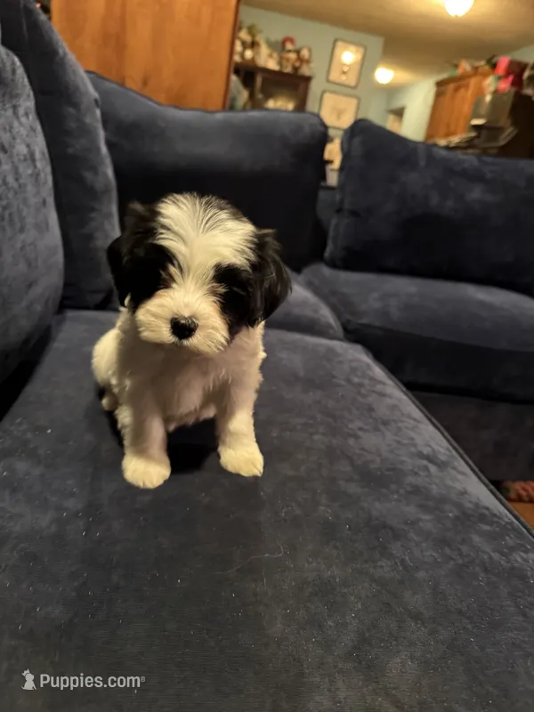 Sarah – Havanese puppy for sale in Pasadena, MD
