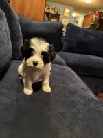 Sarah, a female Havanese for sale in Pasadena, MD – 1 of 2