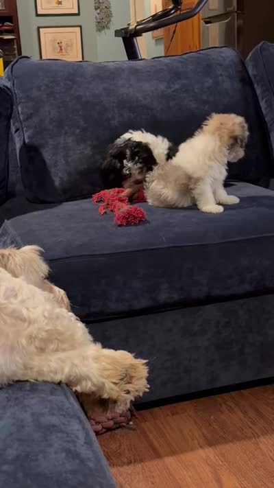 Sue, a female Havanese for sale in Pasadena, MD – 5 of 5