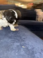 Ziggy, a female Havanese for sale in Pasadena, MD – 2 of 7