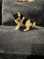 Sue, a female Havanese for sale in Pasadena, MD – 2 of 5