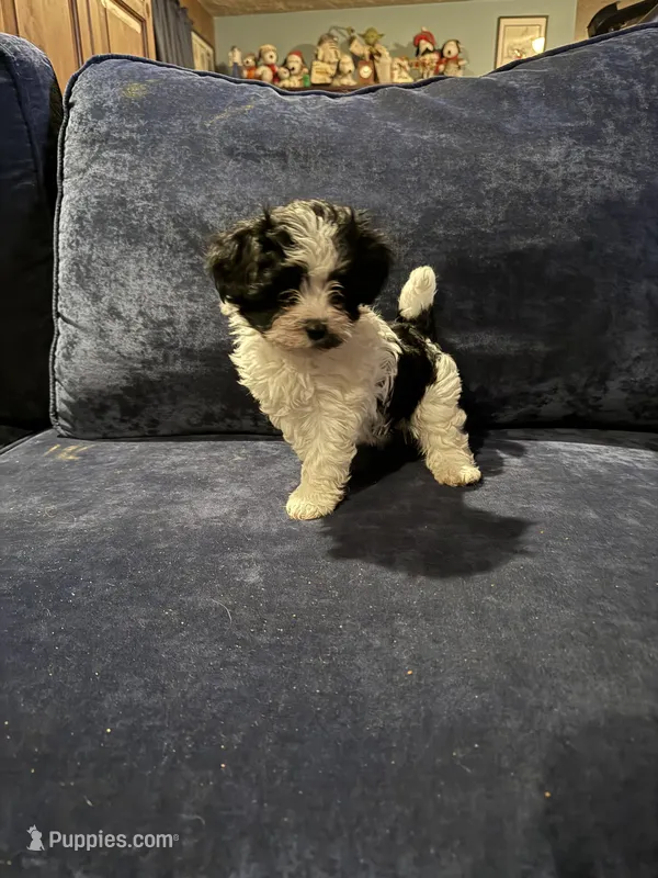 Sue – Havanese puppy for sale in Pasadena, MD