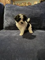 Sue, a female Havanese for sale in Pasadena, MD – 1 of 5