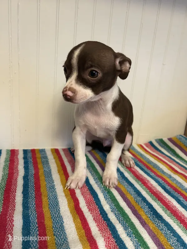 Jinu – Chihuahua puppy for sale in Greenwood, FL