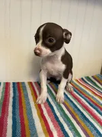 Jinu, a male Chihuahua for sale in Greenwood, FL – 1 of 7