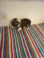 Jinu, a male Chihuahua for sale in Greenwood, FL – 3 of 7