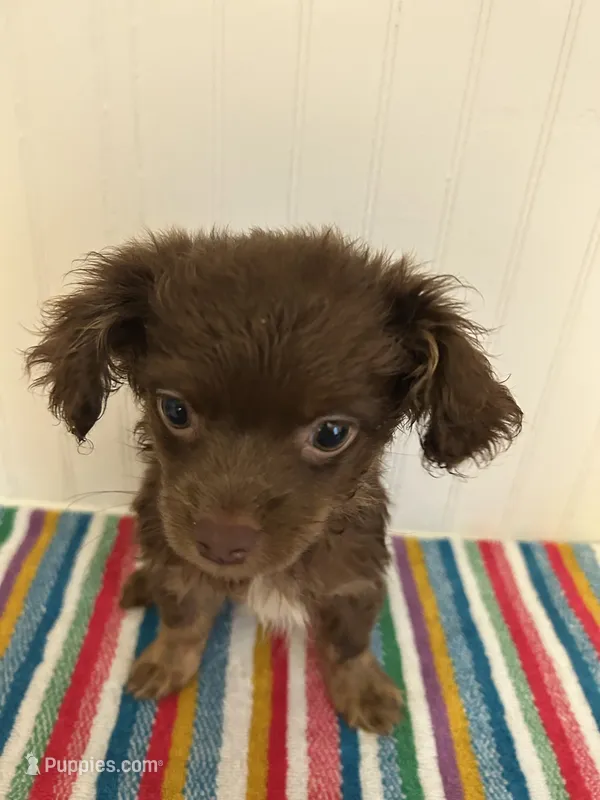 Derpy – Chihuahua puppy for sale in Gainesville, FL