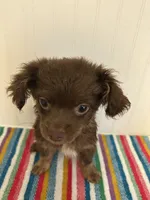 Derpy, a male Chihuahua for sale in Gainesville, FL – 1 of 7