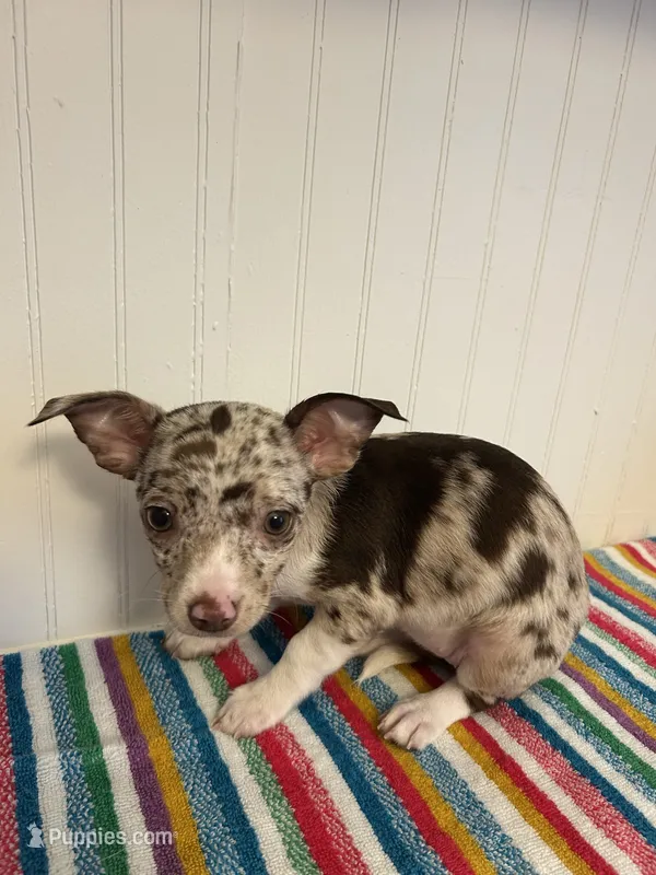 Rumi – Chihuahua puppy for sale in Greenwood, FL