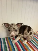 Rumi, a female Chihuahua for sale in Greenwood, FL – 1 of 6